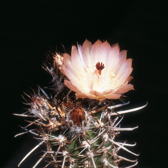 Austrocactus bertini v květu
