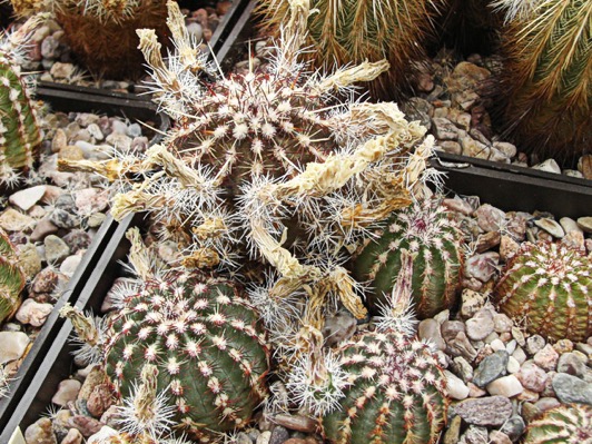 Jedna z rostlin E. viridiflorus, Taos Co., NM