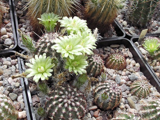 Jedna z rostlin E. viridiflorus, Taos Co., NM v květu o rok dříve