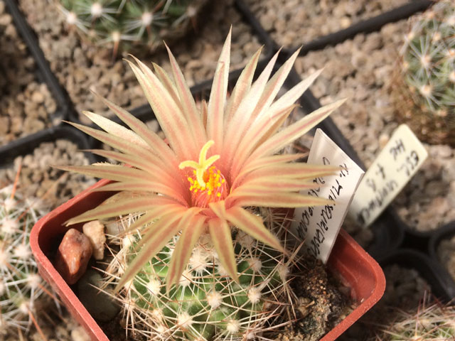 Nejtmavší vybarvení N. roseiflora