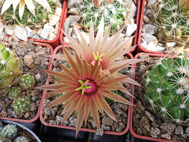 Neobesseya sp. Arizona