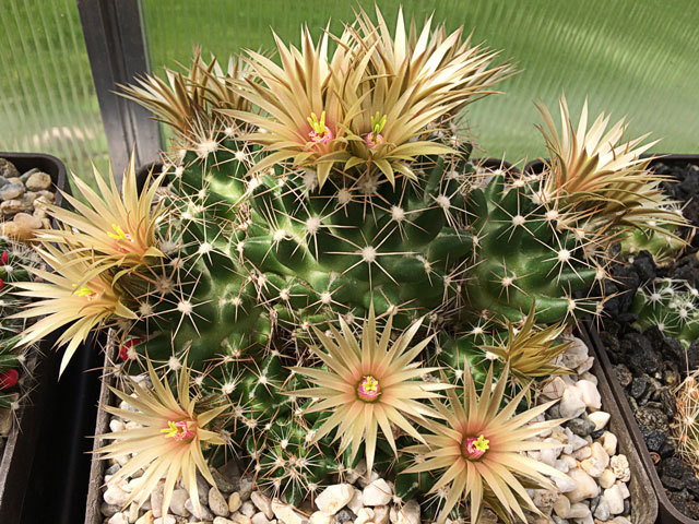 Trsovitá forma N. sp. Arizona