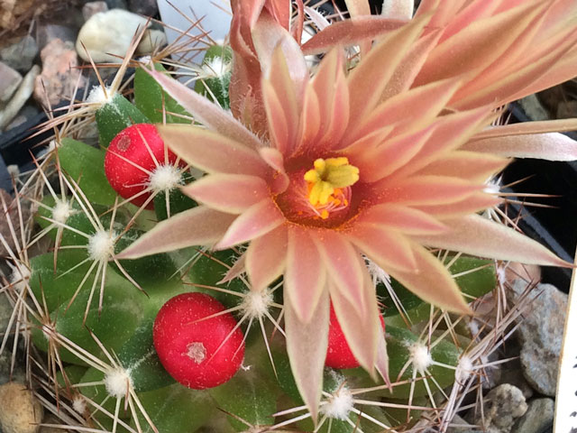 N. wissmannii - detail