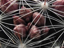 Mammillaria stampferi se sedmi poupaty