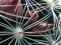 Mammillaria stampferi se dvěma poupaty
