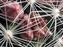 Mammillaria stampferi s pěti poupaty