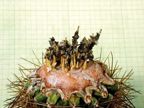 Sclerocactus wetlandicus