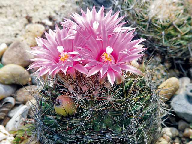 E. vivipara na skalce