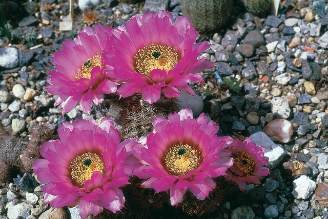 Echinocereus baileyi na skalke v kvete po tohoročnej zime