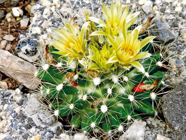 E. missouriensis subsp. missouriensis, Montrose Co., CO