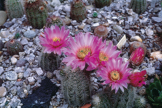 Skupina rastlín Echinocereus reichenbachii var. albispinus po tohoročnej zime