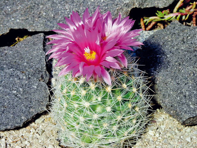 E. vivipara var. radiosa, Kerr Co., TX