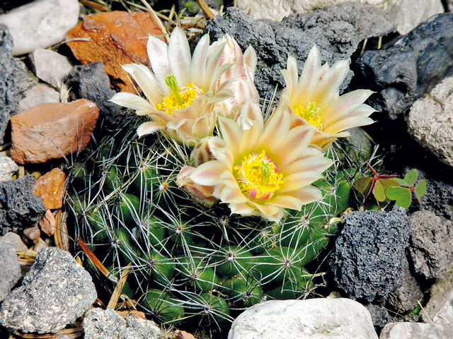 E. missourensis subsp. missouriensis, Sandoval Co., NM