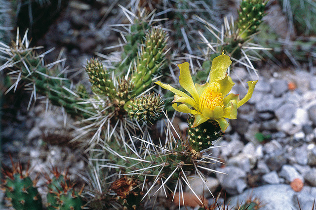 Opuntia whipplei