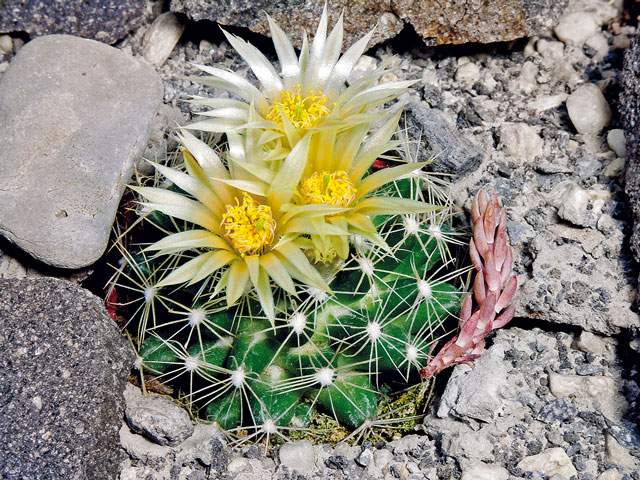 E. missouriensis subsp. missouriensis, Garfield Co., MT