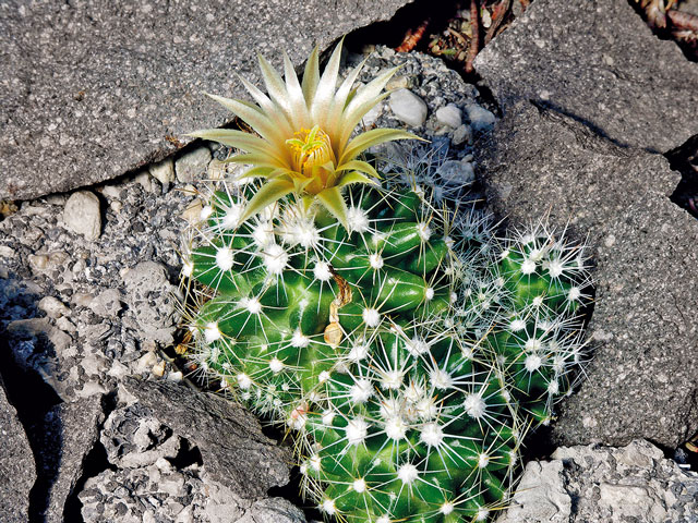 E. missouriensis subsp. similis, Geary Co., KS