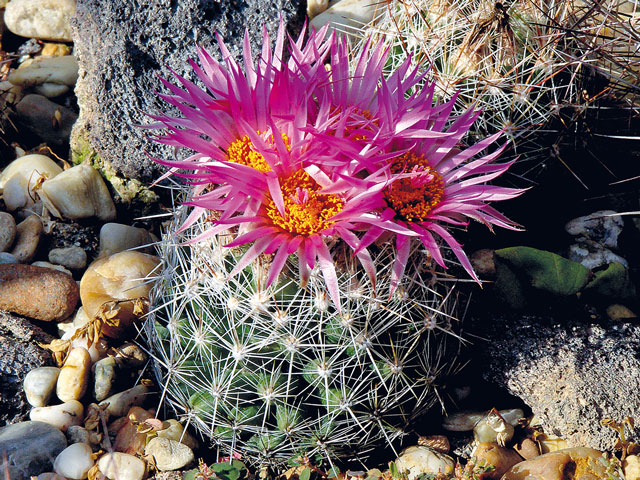 E. vivipara var. neomexicana