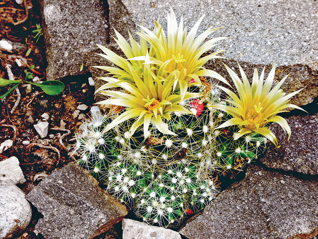 E. missouriensis subsp. similis, Washington Co., OK