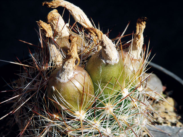 Plody E. vivipara var. neomexicana