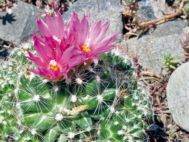 E. vivipara var. arizonica, Slate Mt., AZ
