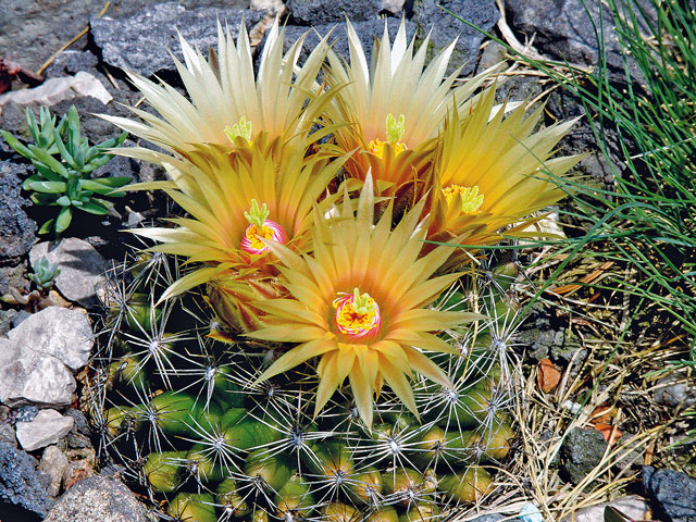E. missouriensis subsp. similis?, (syn. E. missouriensis var. robustior)