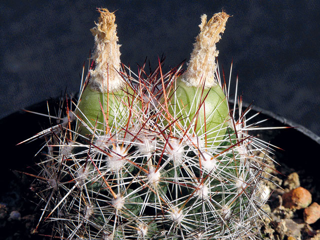 Plody E. vivipara var. arizonica