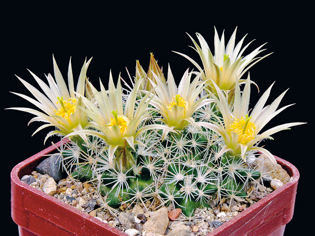 E. missouriensis, Larimer Co., CO