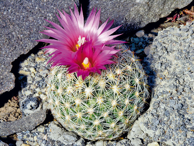 E. vivipara var. rosea, Esmeralda Co., NV