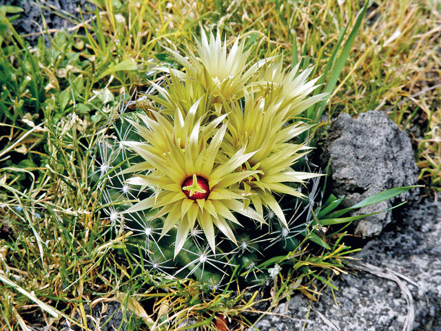 E. missouriensis subsp. similis?, (syn. N. wissmannii)