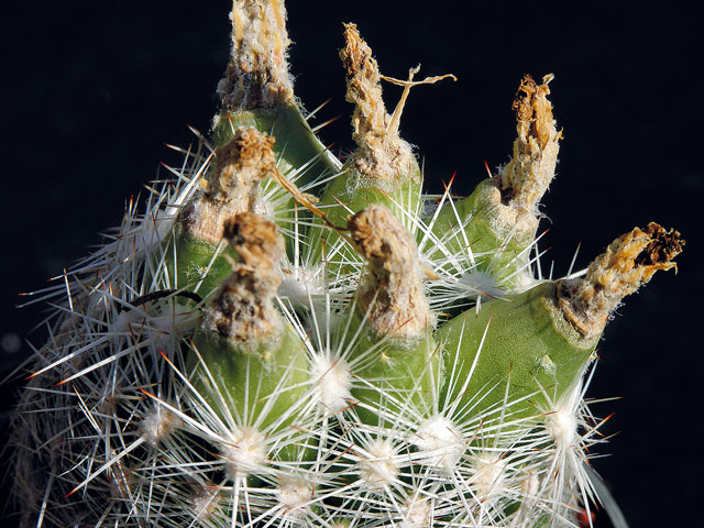 Plody E. vivipara var. rosea