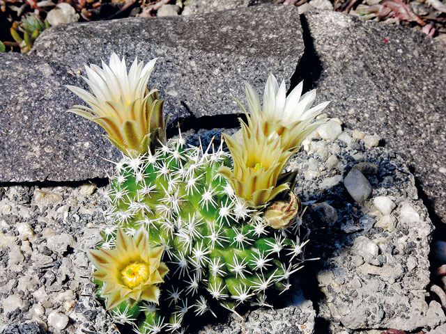 E. missouriensis subsp. navajoensis, Navajo Co., AZ