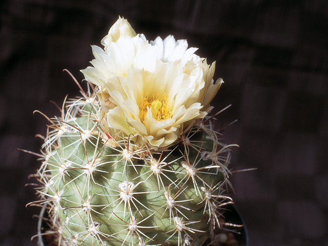 S. glaucus (Mesa Co., CO)