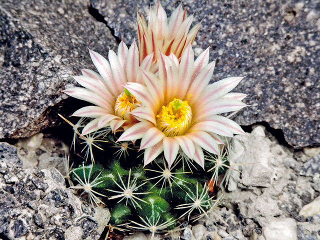 E. missouriensis subsp. navajoensis, Navajo Co., AZ