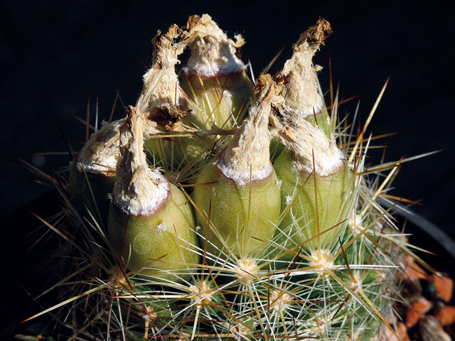 Plody E. vivipara var. kaibabensis