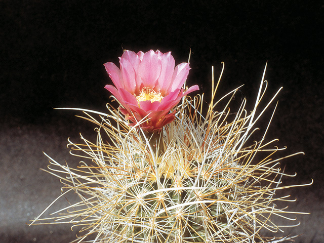 S. polyancistrus forma ’albino’