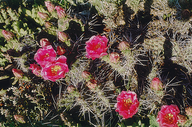 Opuntia utahensis