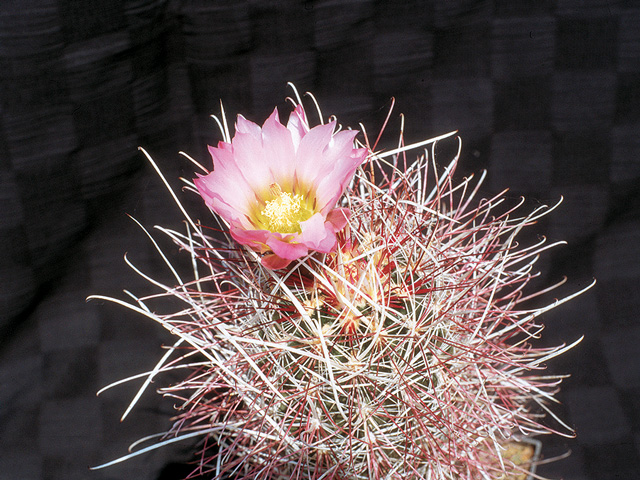 S. polyancistrus (San Bernadino Co., CA)