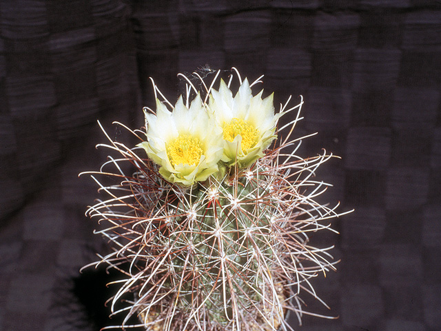 S. parviflorus HK 1083 (terrae-canyonae)