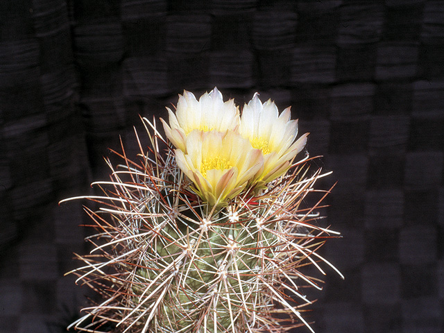S. parviflorus SB 734 – kvet žltý až bledo ružový