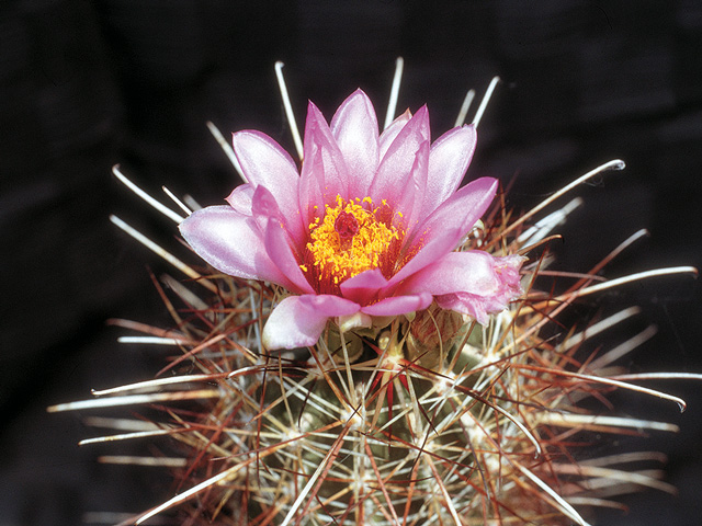 S. parviflorus GH 88/B02-02 pôvod Moab, Grand Co., UT