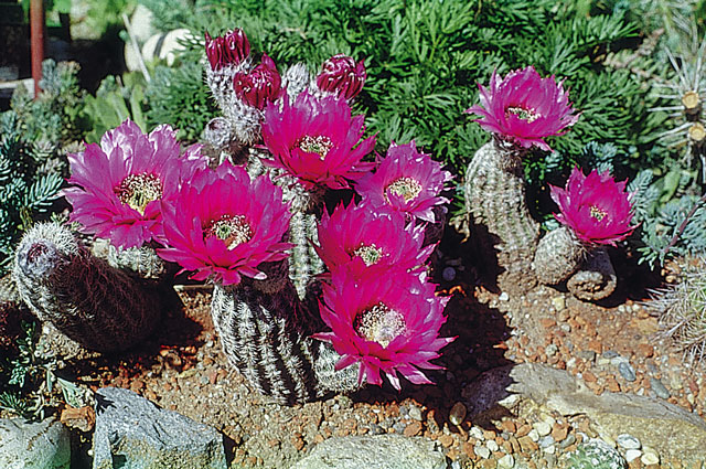 Skupina E. reichenbachii