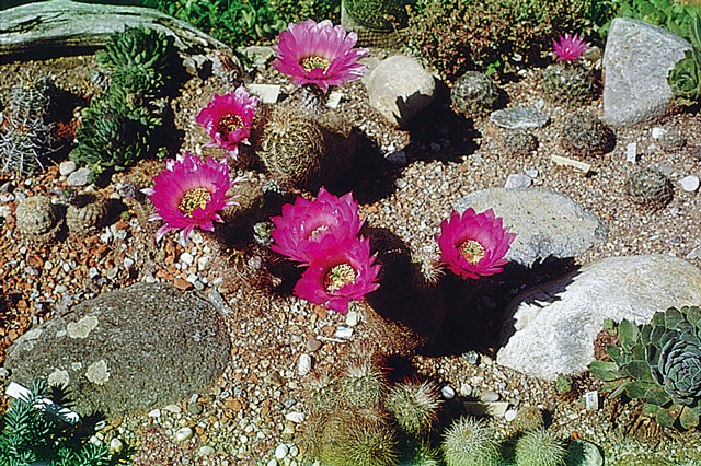 Skupina E. baileyi, vpravo hore Escobaria vivipara v. kaibabensis