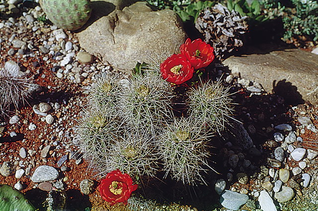 E. triglochidiatus v. arizonicus