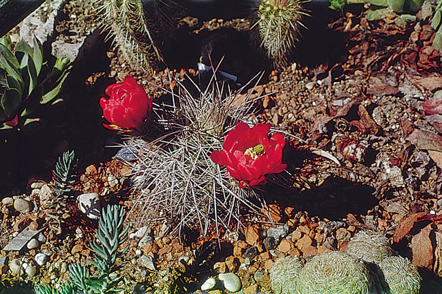 E. triglochidiatus v. melanacanthus