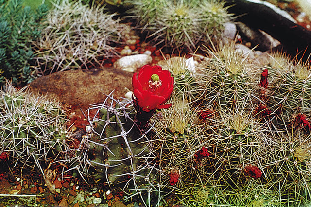Kvitnúci E. triglochidiatus, vpravo odkvitnutý E. coccineus v. roemerii