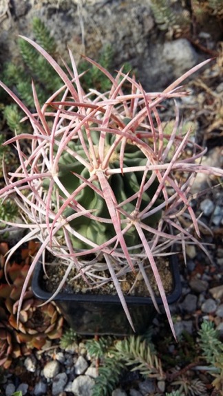 Echinocactus se suchými trny