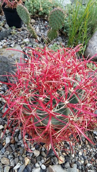 Ferocactus po ranní rose