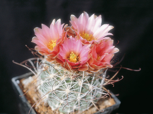 Sclerocactus nyensis fh 105, forma s dlhším a redším otŕnením