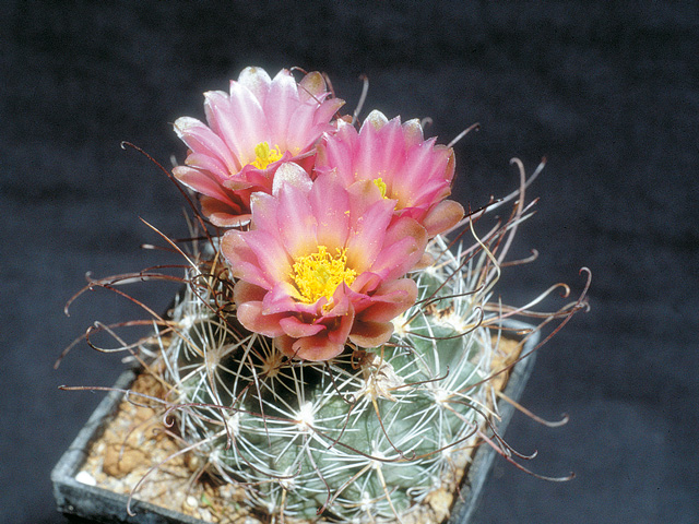 Sclerocactus nyensis fh 107, forma s kratším a hustejším otŕnením