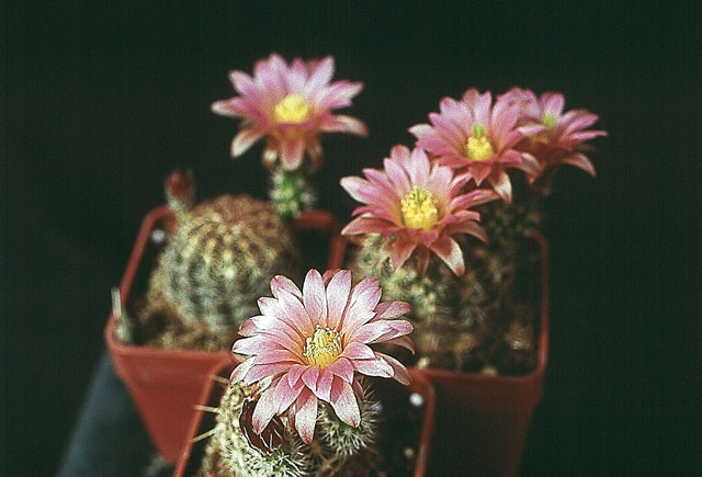 E. chloranthus var. roseiflorus